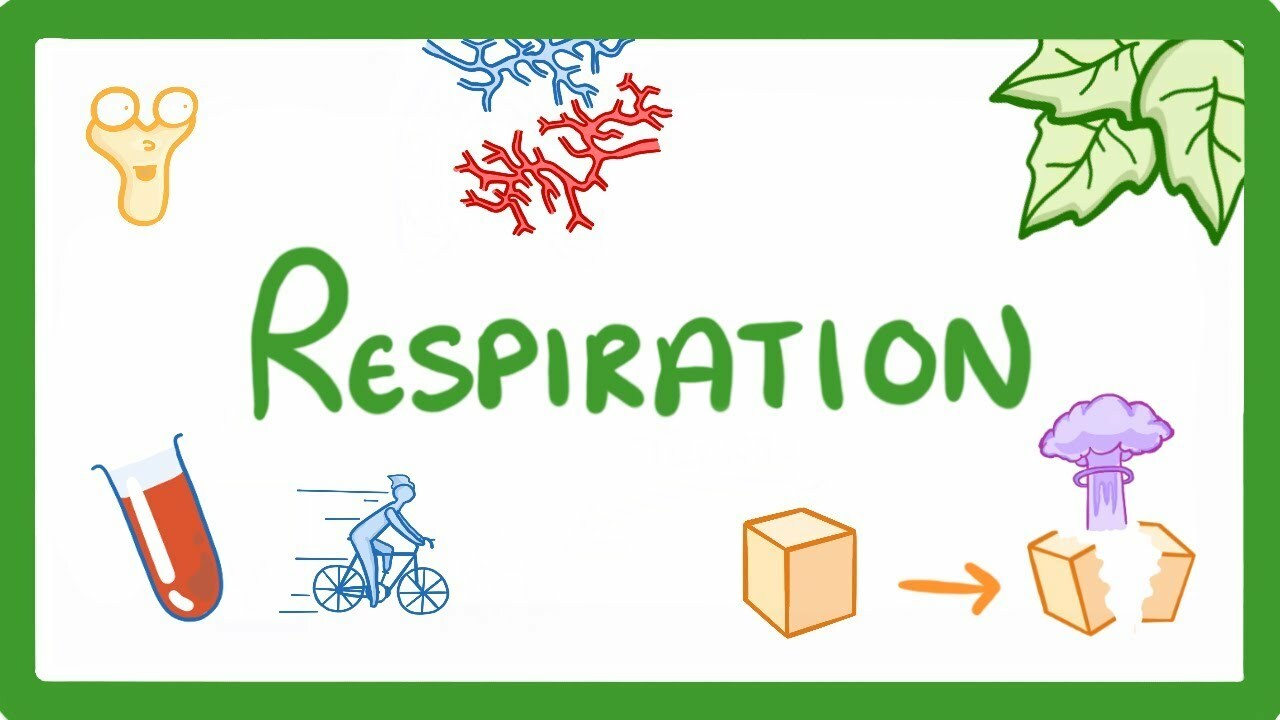 GCSE Biology - Respiration #21